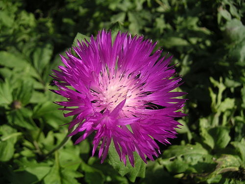 Centaurea dealbata